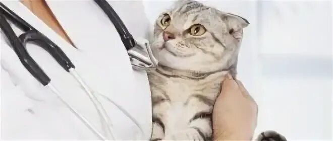 Нефроспас для кошек отзывы