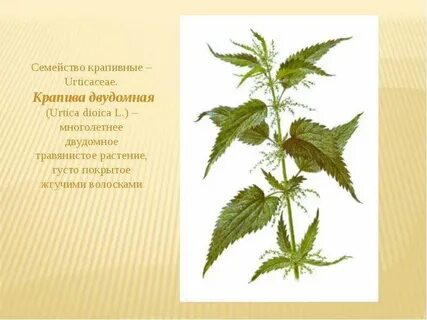 Крапива двудомная латынь