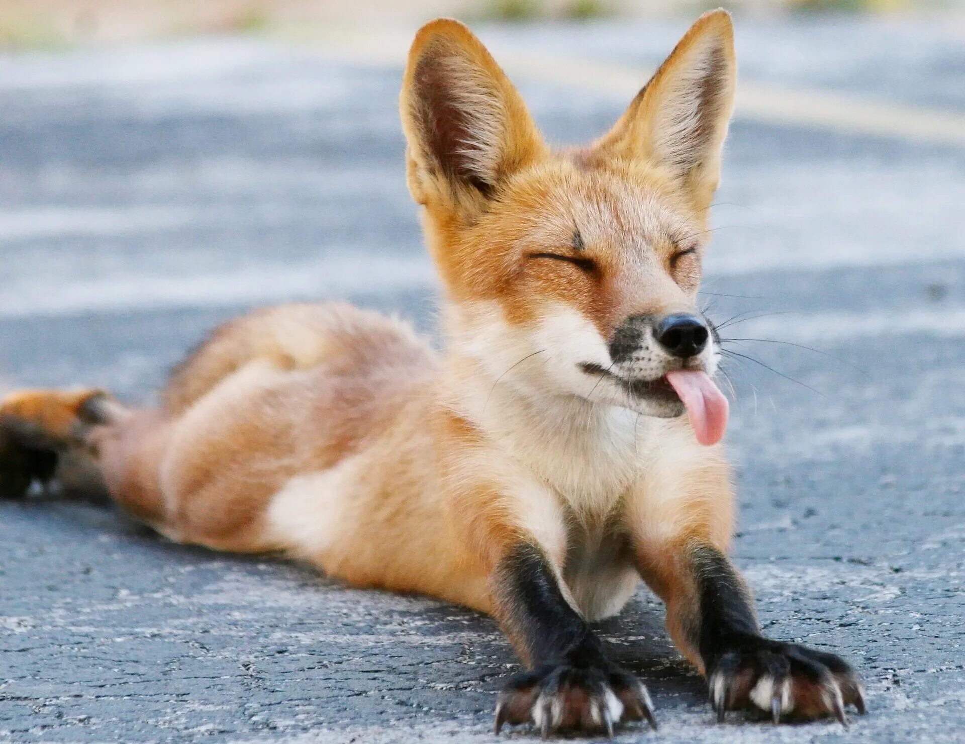 Забавные лисы. Улыбка лиса. Забавная лиса. Забавная лиса. Веселая лисичка.