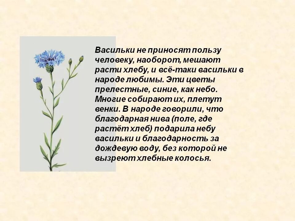 Василек текст описание. Описание василька. Описание цветка василька. Рассказ о васильке. Василек описание растения.