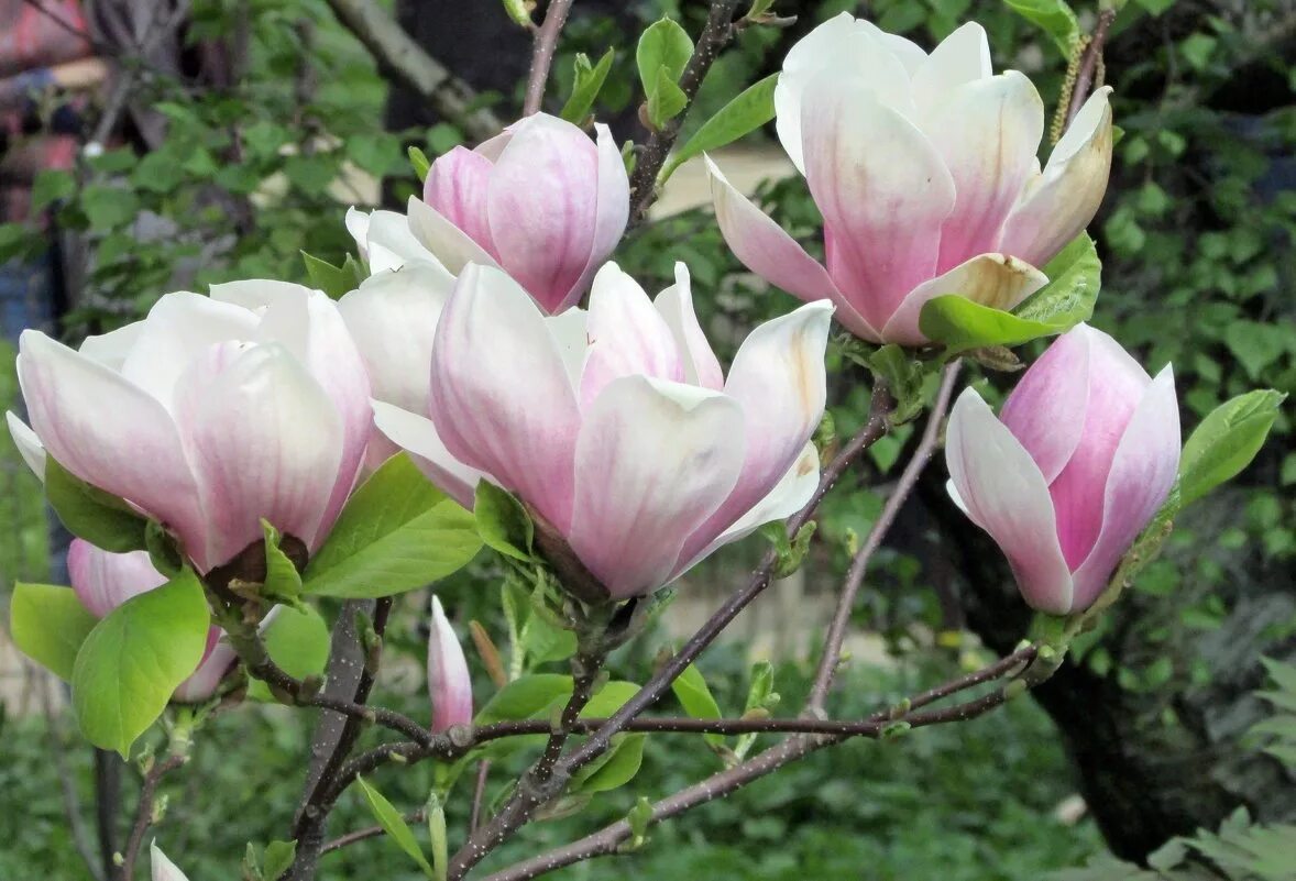 Магнолия Суланжа. Магнолия Суланжа (Magnolia soulangeana). Магнолия Суланжа сорта. Магнолия Суланжа сорт Lennei Alba. Купить магнолию саженцы в беларуси