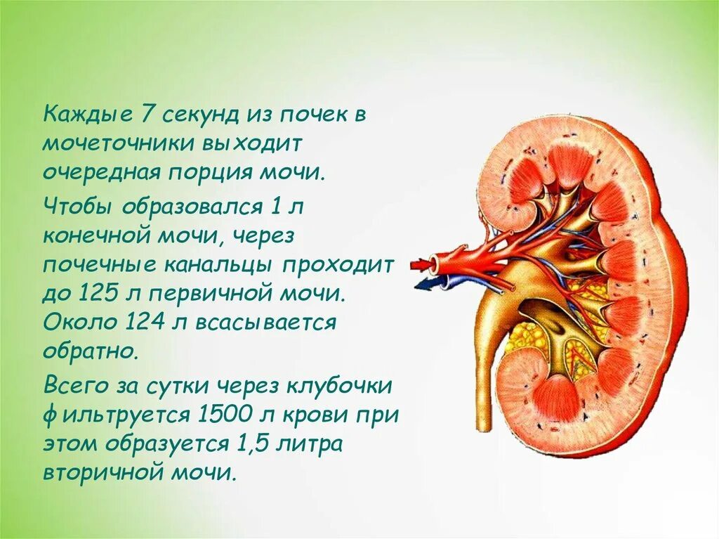 Мочевыделительная система человека. Важность почек. Анатомия мочевыделительной системы. Значение почек в организме.