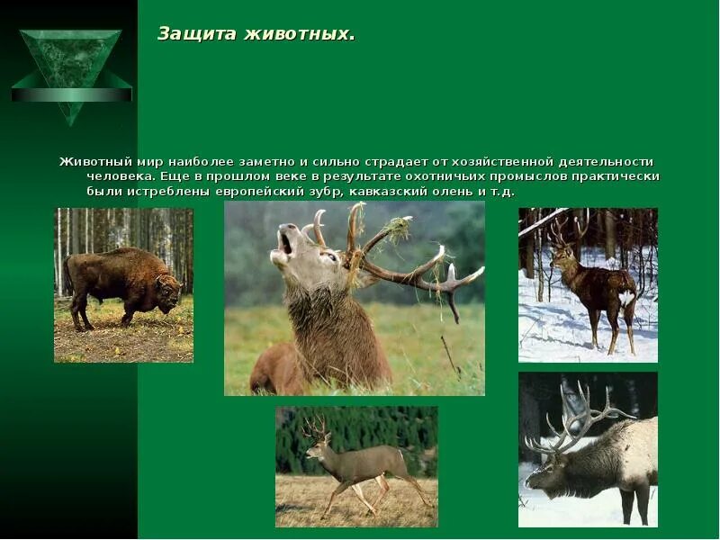Суть рационального использования и охраны охотничьих животных. Охотничье-промысловые животные. охрана видов животных и растений.