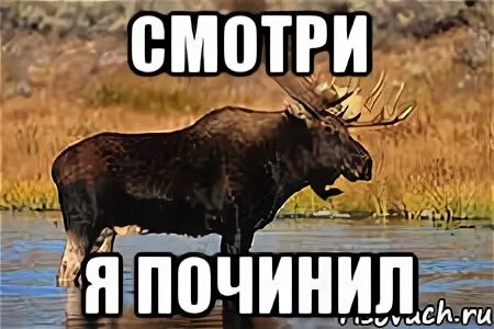 Лось мем