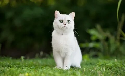 Сайт коти