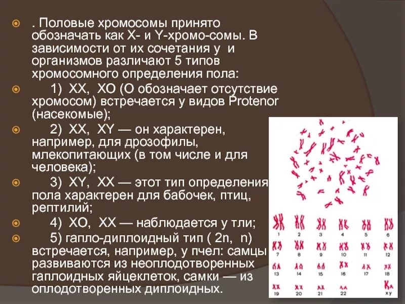 Сколько хромосом в половых клетках дрозофилы. Половые хромосомы. сочетание половых хромосом. половые хромосомы женщины. хромосомный набор человека,половые хромосомы.