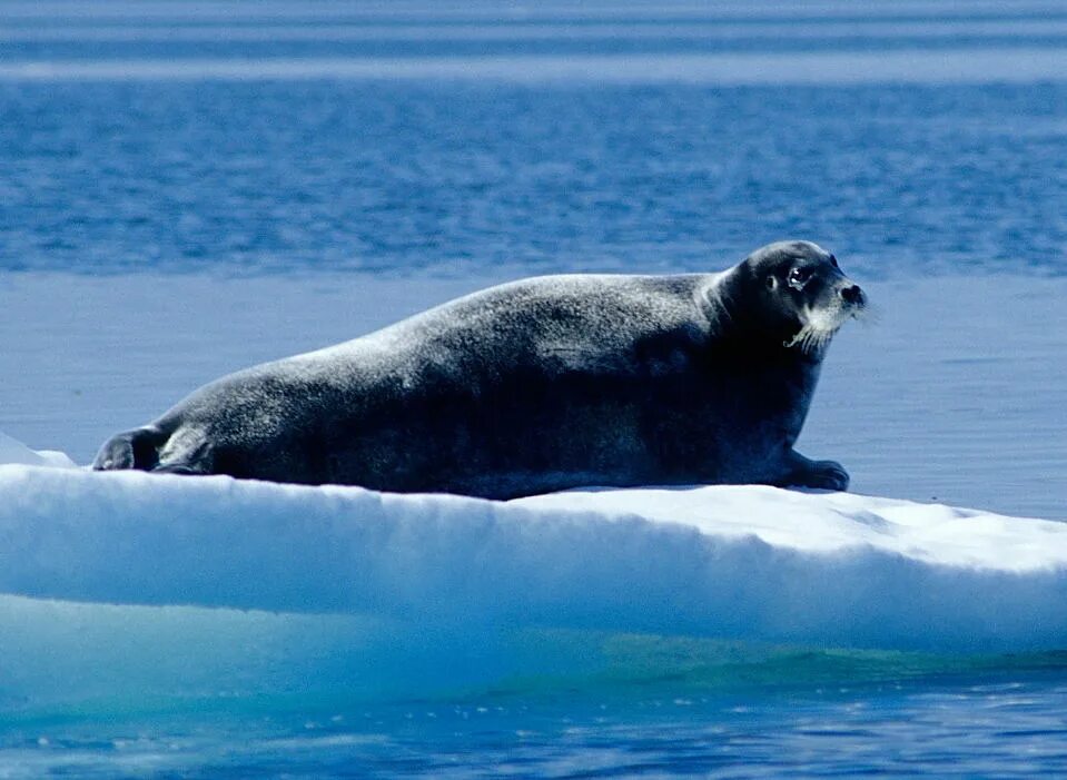 Лахтак морской заяц. Морской заяц (Erignathus barbatus). Бородатый тюлень. Морской заяц Лахтак фото. Черный морской заяц