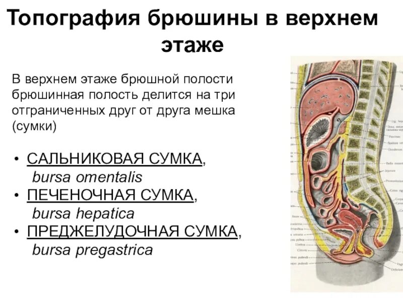 Полость этаж. Границы верхнего этажа полости брюшины. Полость этаж. Этажи полости брюшины анатомия. Брюшина топографическая анатомия.