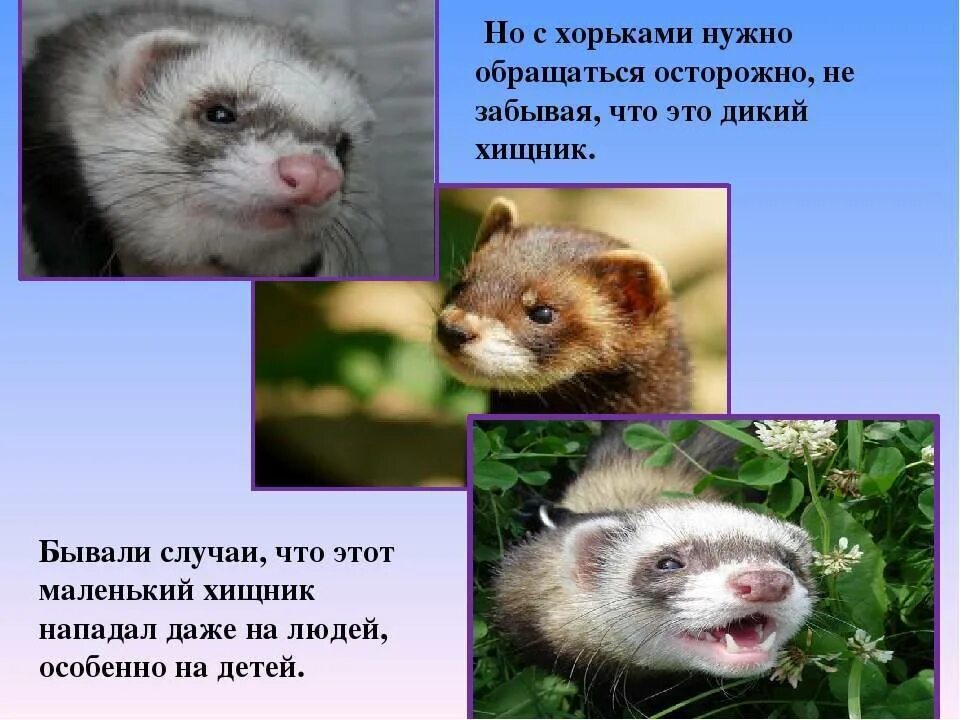 Хорек презентация. Степной хорёк краткое описание. Степной хорь характеристика. Хорек краткое описание. Степной хорь презентация.