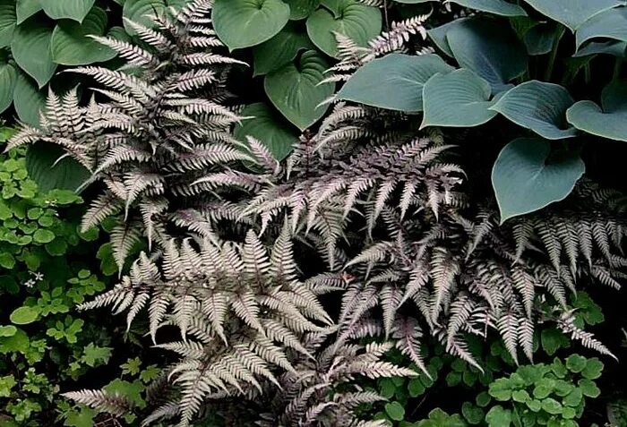 Autumn Fern NEXT Ferns Autumn fern, Ferns, Fern plant