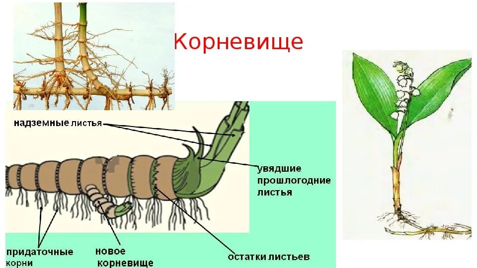 Придаточные корни на листе. Корневище пырея это видоизмененный побег. Видоизменения побегов корневище строение. Корневище ландыша корневище ландыша. Строение видоизмененных побегов корневище.