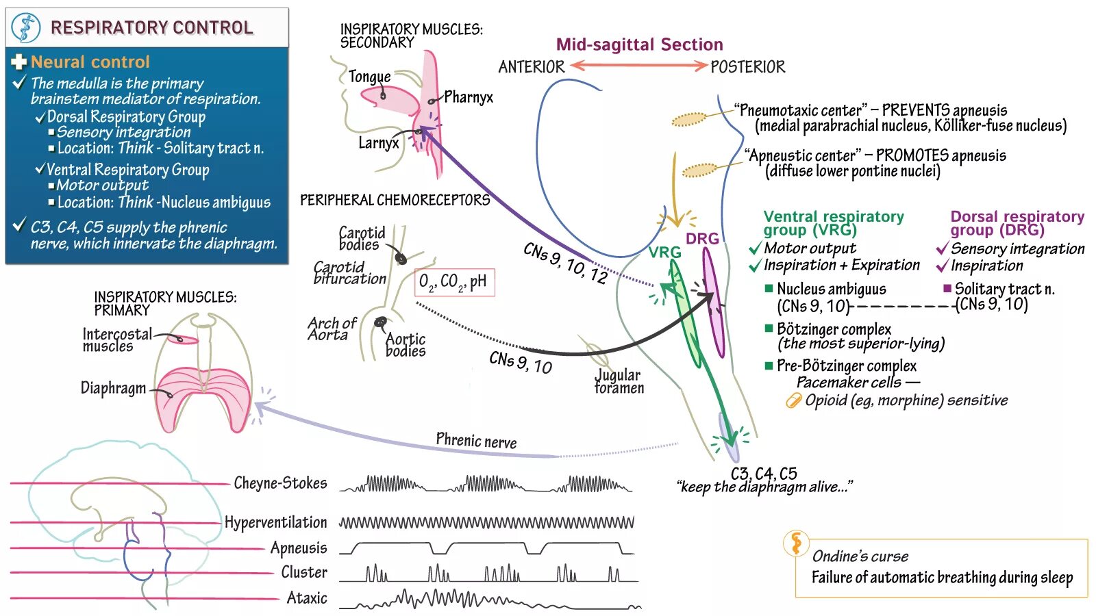 Neural control. Нейронный контроль. respiratory chemoreceptors. neural control center. breathing, phrenic nerve, solitary nucleus, nucleus ambiguus.