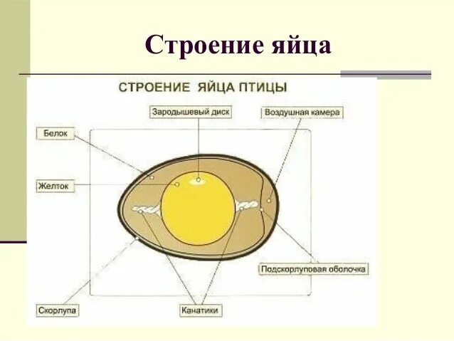 Строение яйца птицы и функции. Строение яйца птицы. Зарисовать строение яйца. Зарисуйте строение яйца.