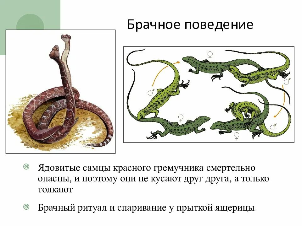 Поведение рептилий. Пресмыкающиеся поведение. Брачное поведение пресмыкающихся. Размножение древних пресмыкающихся. Особенности размножения пресмыкающихся.