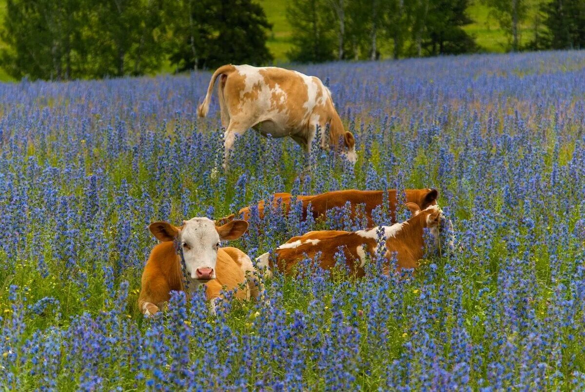 Красивая коровка. Коровы на лугу. Коровы в поле. Луг с коровами. Корова с теленком на лугу.