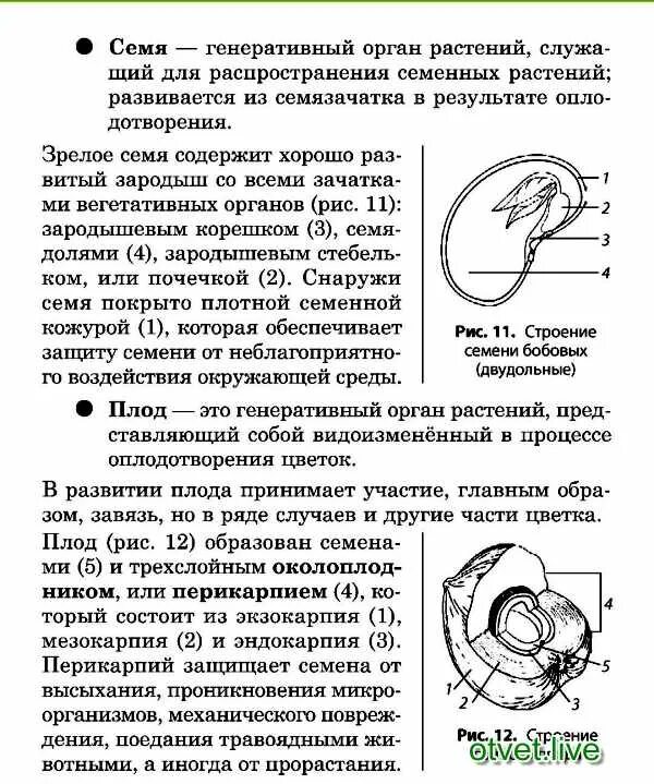 В образовании плода никогда не принимает участие. Участие различных частей цветка в образовании плодов. Строение плода и семени. В образовании плода никогда не принимает участие. В образовании плода никогда не принимает участие.