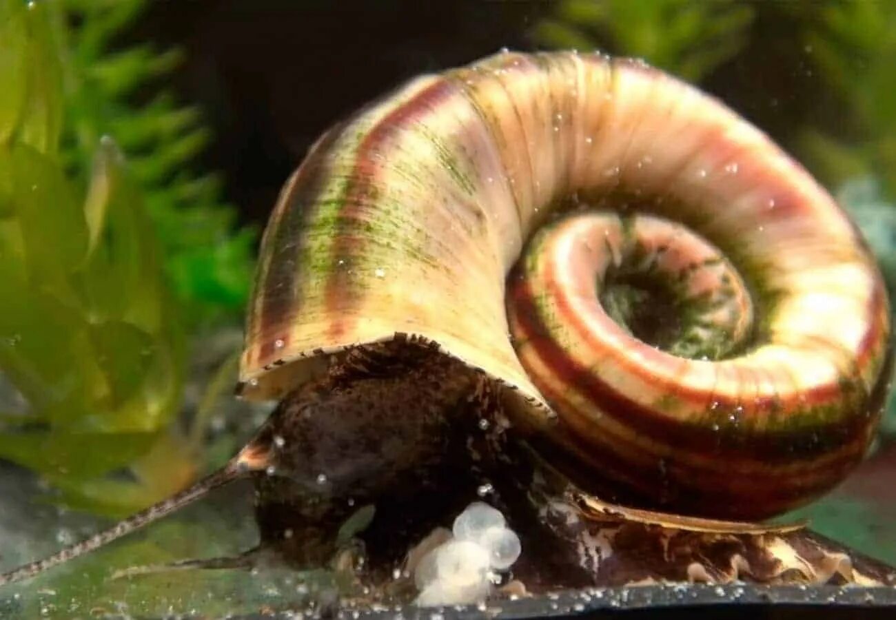 Улитки ампулярии. Ramshorn Snail. Улитка Мариза икра. Черная Мистерия улитка аквариумная. Почему умирают от улиток