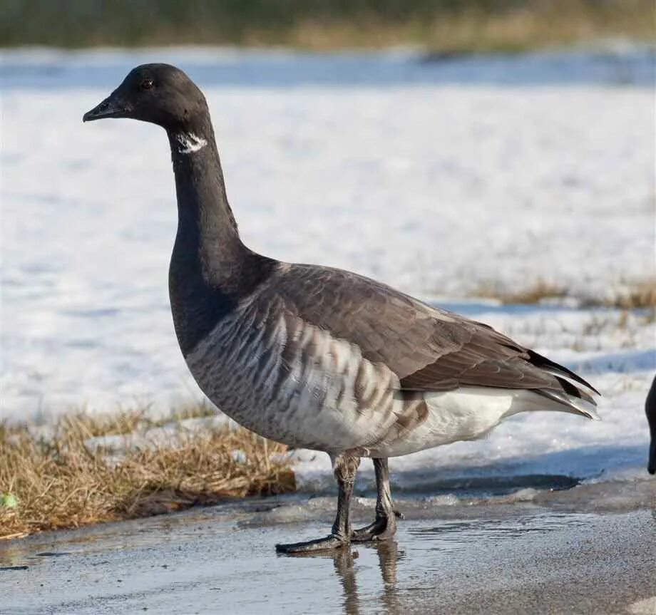 Черная казарка. Черная казарка в Арктике. Чёрная казарка / Branta bernicla. Гусь казарка.