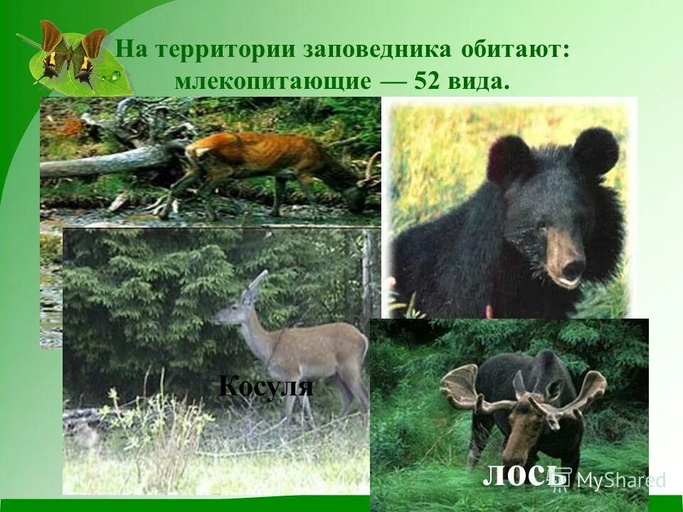 Наземно древесные млекопитающие животные. Схема экологические группы млекопитающих 7 класс. Среда обитания млекопитающих. Где обитают млекопитающие. Особенности строения лесных зверей.