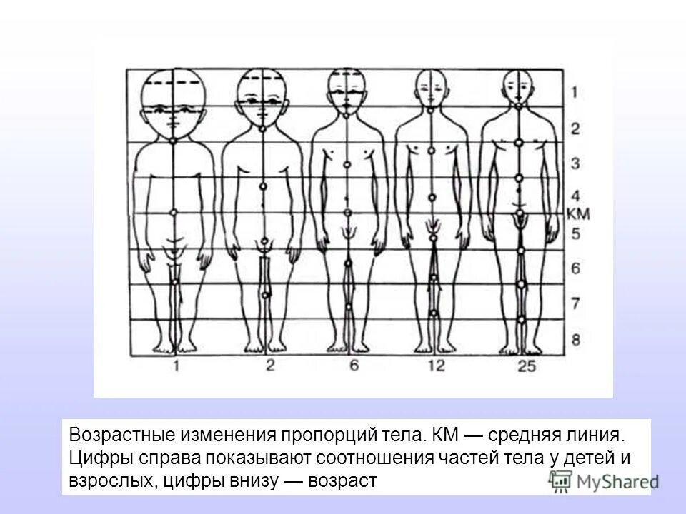 3 изменения человека. Возрастные изменения пропорций тела. Изменение пропорций отделов тела в процессе роста. Возрастные пропорции человека. Возрастные особенности пропорций.