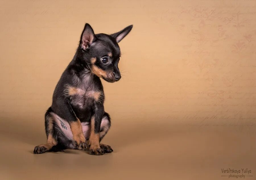 мини чишки. той терьер. тойтерьеры мини гладкошерстные. русский той-терьер. английский той терьер мини.