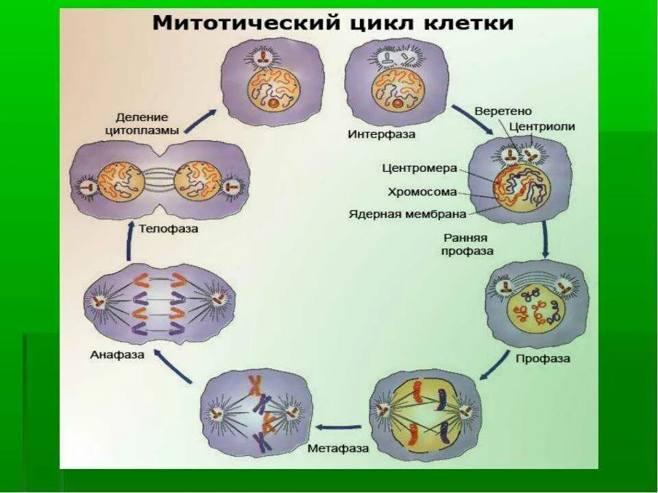 Фазы развития клетки. Схема стадий жизненного цикла клетки. Клеточный митотический цикл клетки. Жизненный цикл методический циал клеткм. Схема клеточного и митотического циклов.
