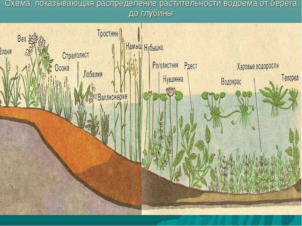 Схема растительности водоема. Глубина для растений в пруду. Глубина прибрежной зоны пруда для растений. Ярусы растений в водоеме.