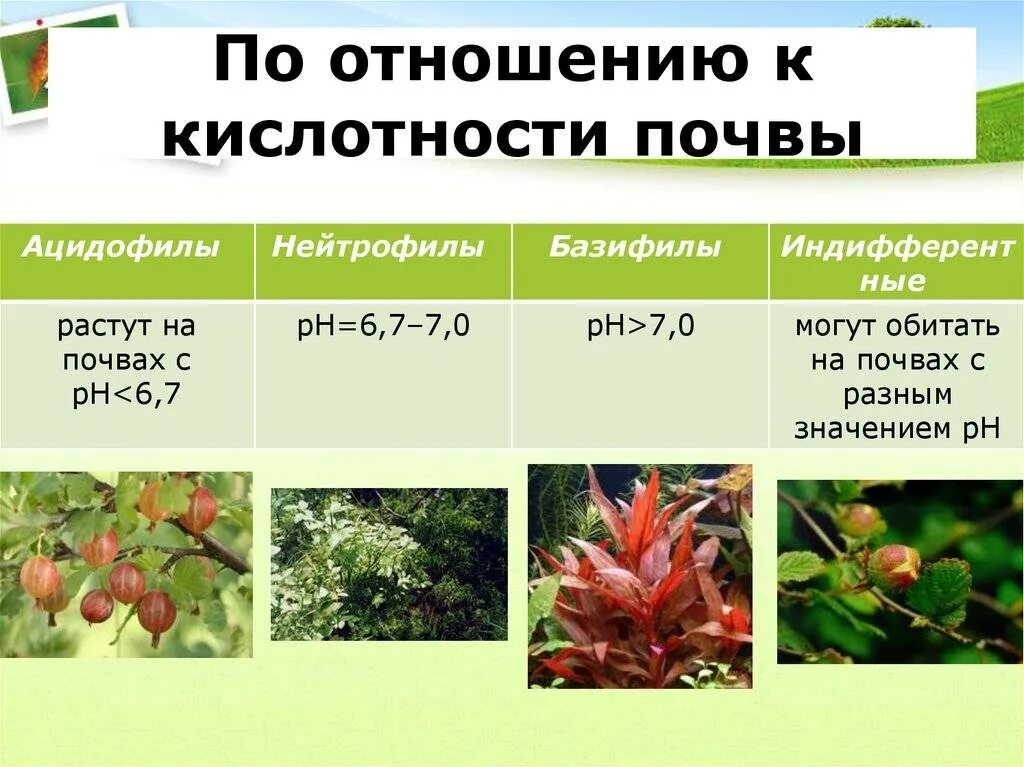 Растения по кислотности. Растения по отношению к почве. Отношение растений к кислотности почвы. Кислотность почвы по растениям.