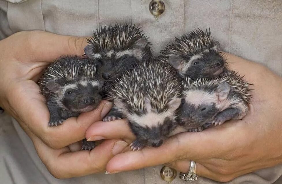 сказка с ёжиком. ежики сборник. козлова «ежик и море». коллекционный ежик. афиша к сказке ежик.