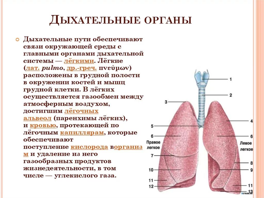 Система дыхания человека таблица. Дыхательная система органов дыхания рис 71. Таблица по органам дыхательной системы. Анатомия дыхательная система человека в таблице строение.