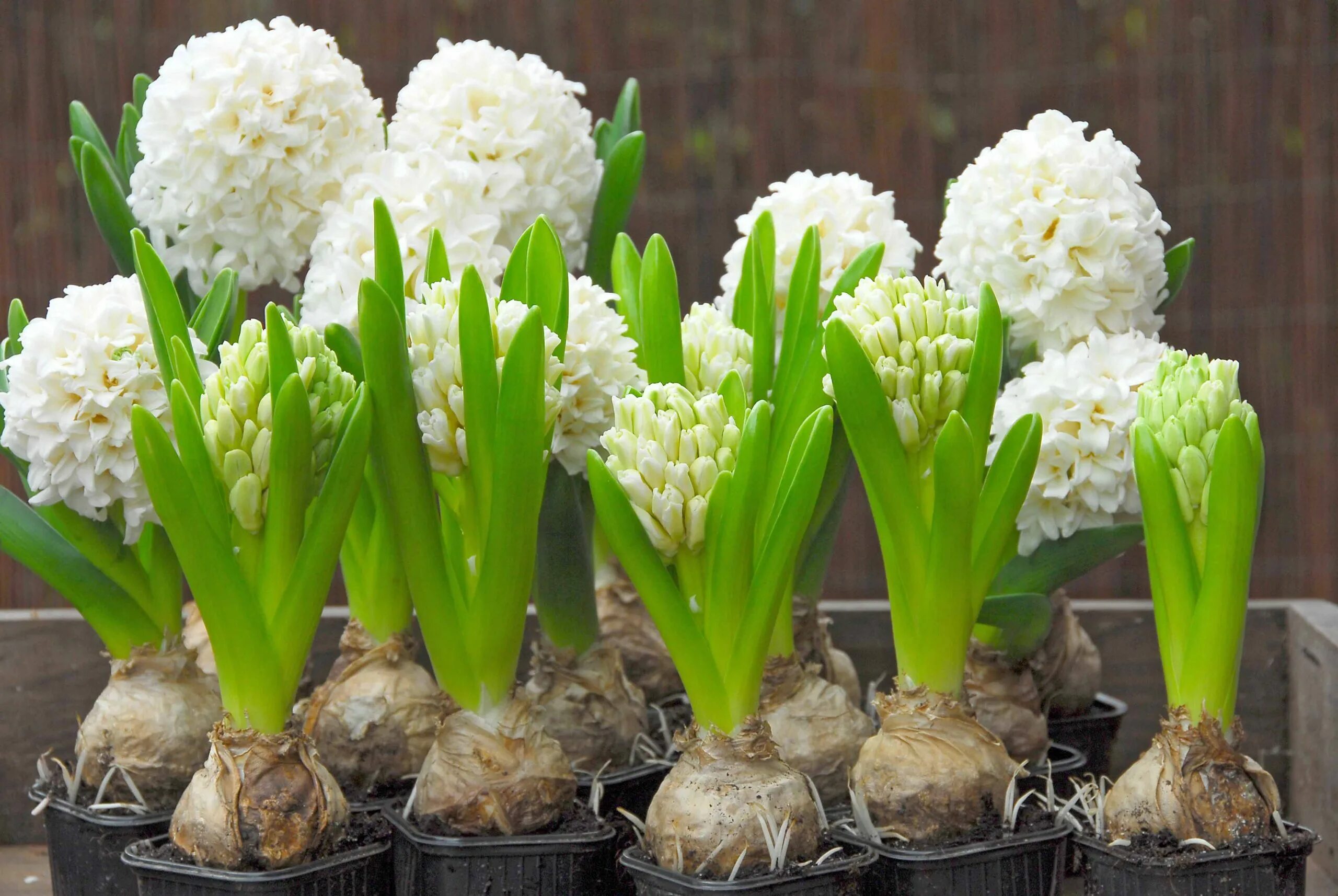 Holland bulbs гиацинт бродвей. садовая лилия гиацинт. весенние цветы луковичные гиацинт. горшечный гиацинт. гиацинт садовый атлантик.