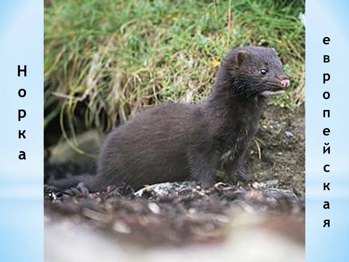 Американская норка (Mustela Vison). Американская норка Neovison Vison. Европейская норка (лат. Mustela lutreola). Норка европейская черная.