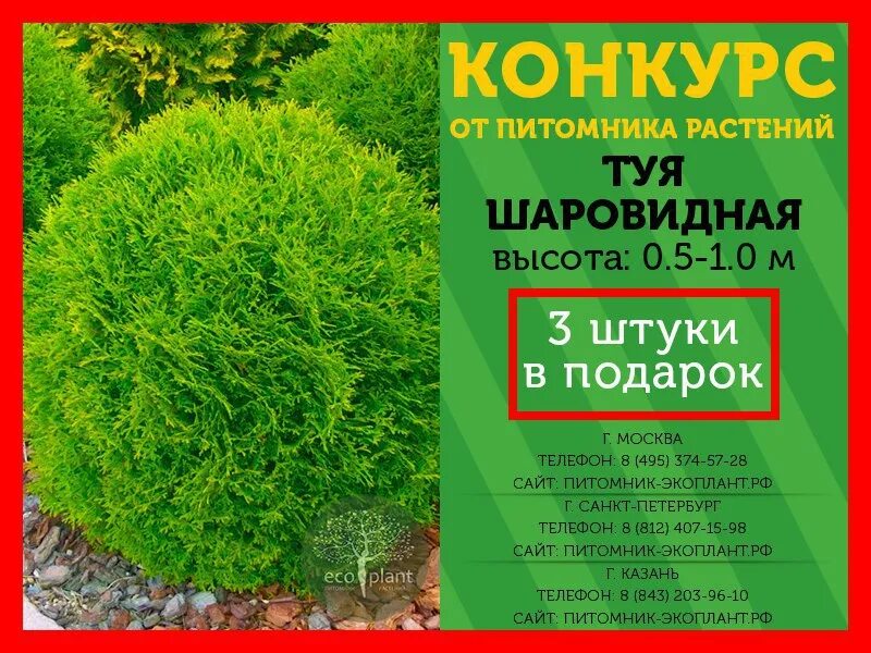 Питомник растений спб. Питомник экоплант в спб. Экоплант питомник растений москва. Питомник экоплант каталог с ценами растений и адрес. Питомник экоплант каталог москва.