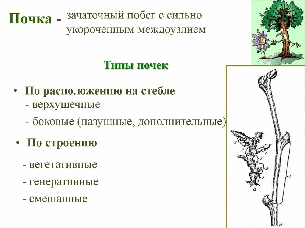 Эволюция побега растения. По расположению на стебле. строение побега. строение побега одуванчика. почки по расположению на стебле.