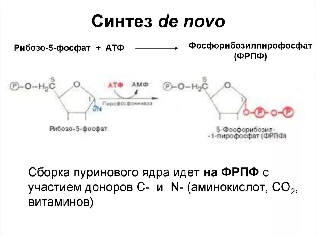 Синтез адрес. Синтез пуриновых де Ново. Рибозо 5 фосфат и АТФ. Рибозо 5 фосфат ФРПФ. Рибозо 5 фосфат фосфорибозилпирофосфат.