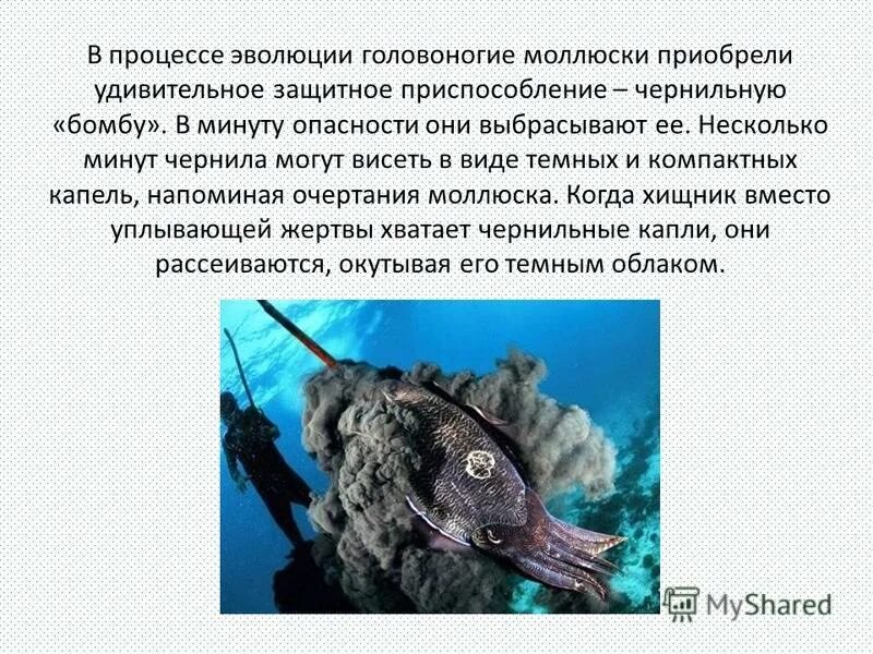 Осьминог выпускает чернильное облако. Чернильный мешок осьминога. В минуту опасности некоторые головоногие выбрасывают. Реактивное движение в природе каракатица. В минуту опасности некоторые головоногие выбрасывают.