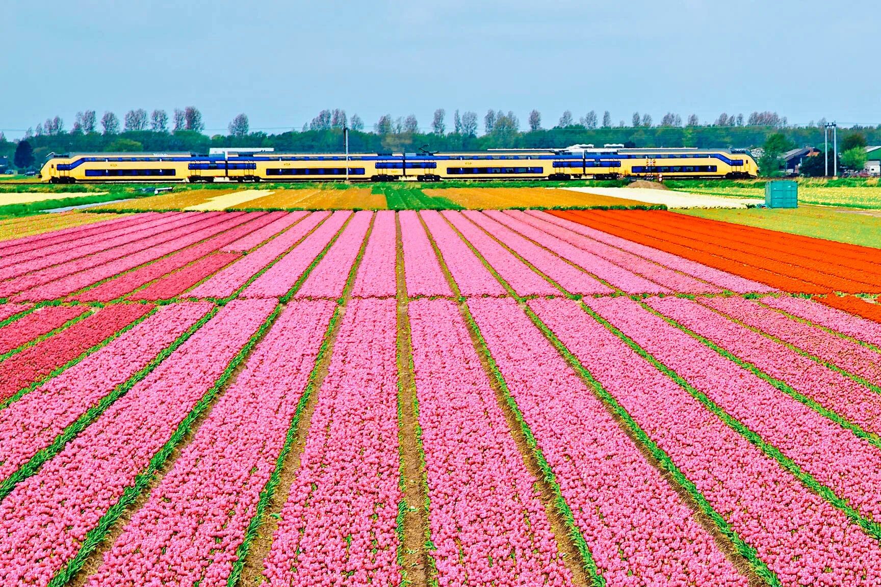Где тюльпановые поля. Тюльпановые поля в Нидерландах. Голландия тюльпановые поля мельница. Амстердам тюльпаны плантации.