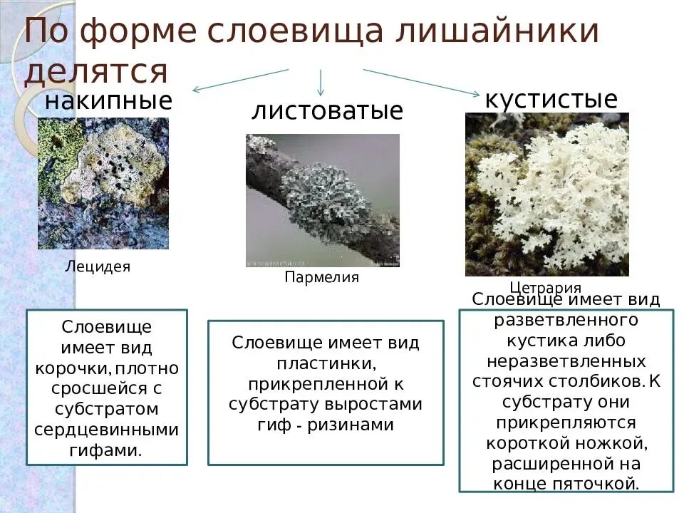 Три организма лишайника. Лишайники накипные кустистые. Лишайники листоватые кустистые. Листоватые накипные. Лишайники накипные листоватые.