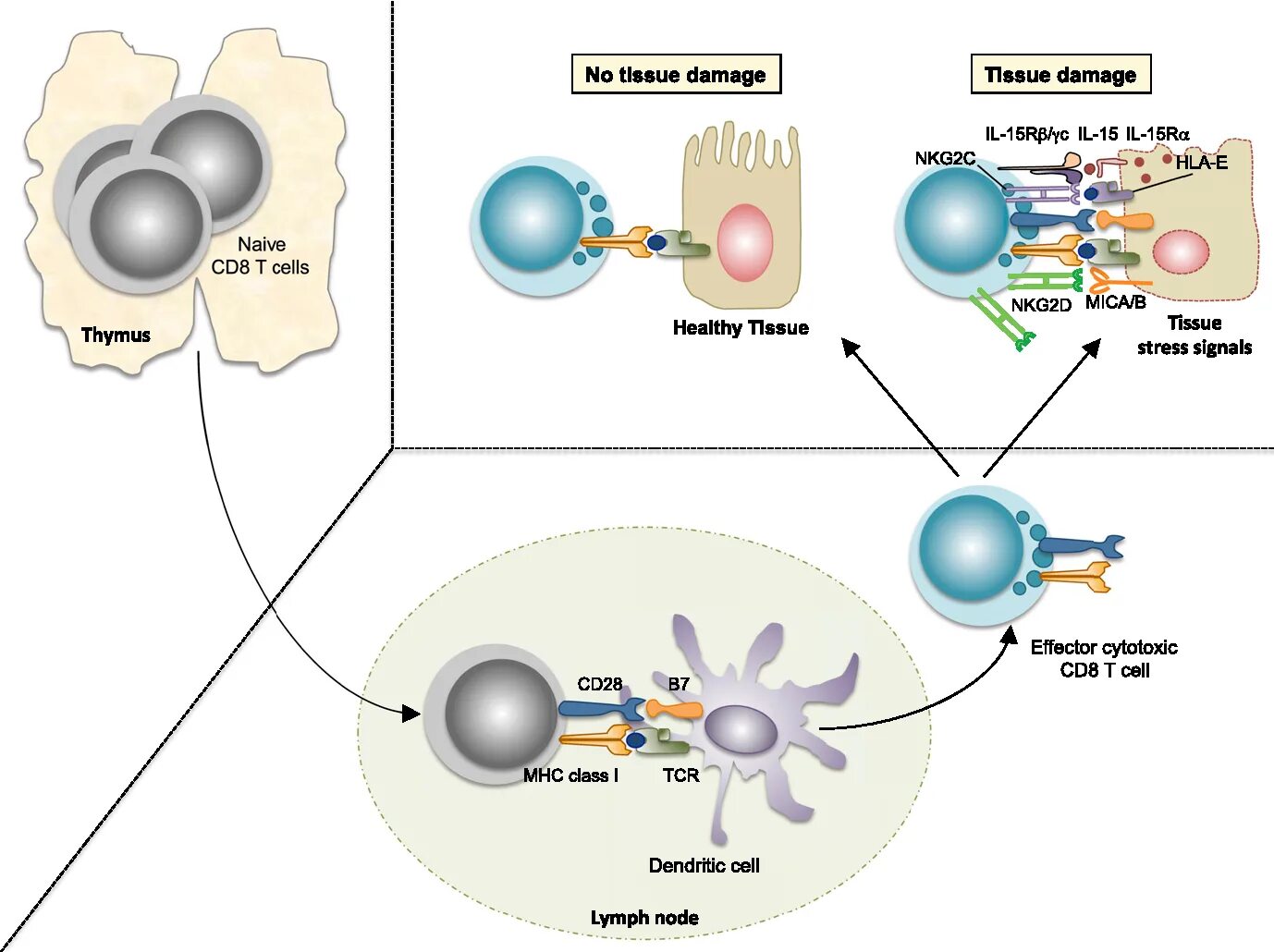 Клетки т 8. Cd8 t Cells. Cd8 т лимфоциты. Гейтирование cd8. Cell Base form.