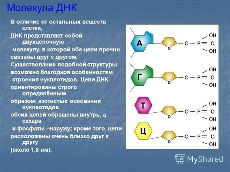 Фрагмент молекулы днк состоит из 3000 нуклеотидов. Молекула днк. структура молекулы днк представляет собой. молекула днк представляет собой. молекула дезоксирибонуклеиновой кислоты.