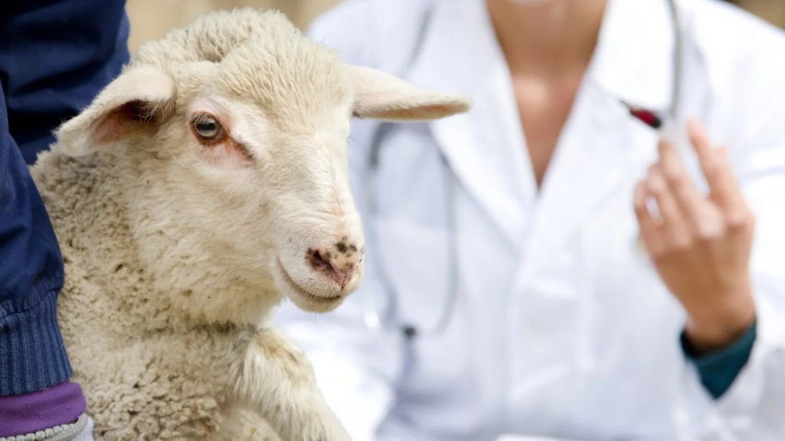 Послеродовой парез у овец и коз. Беломышечная болезнь у ягнят овец. Заболевание овец. Скрепи (почесуха) мелкого рогатого скота. Послеродовой парез у овец и коз.