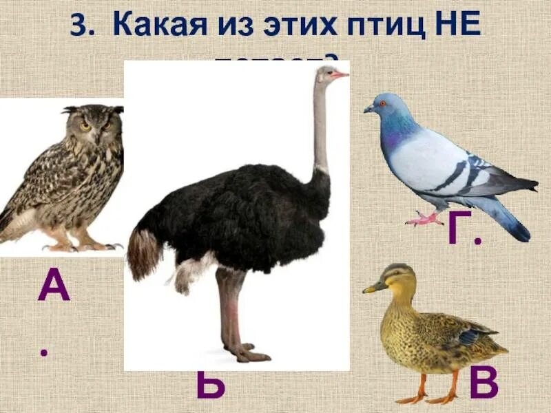 Птицы которые не летают. Какие птицы не летают. Какая из этих птиц не летает. Тест кто такие птицы. Какие куры не летают.