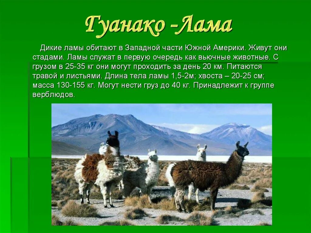 Новая песня а4 лама текст. Лама гуанако в Южной Америке. Анды животный и растительный мир Южной Америки. Дикая лама в Андах. Лама презентация.