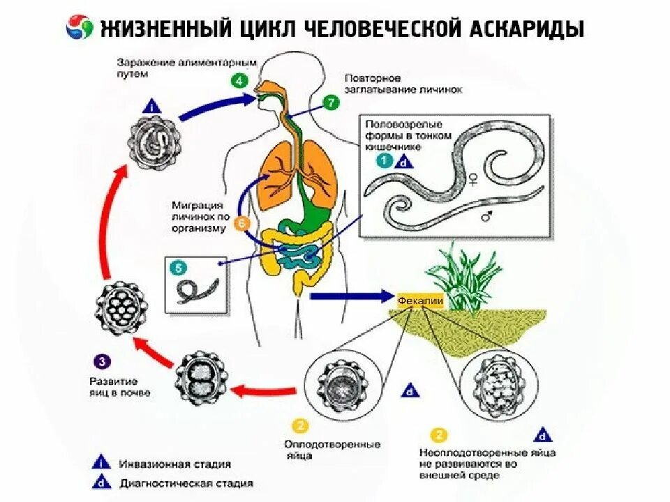 Цикл развития аскариды человеческой. Цикл развития аскариды цепочка. Круглые черви цикл развития аскариды. Жизненный аскариды жизненный цикл.