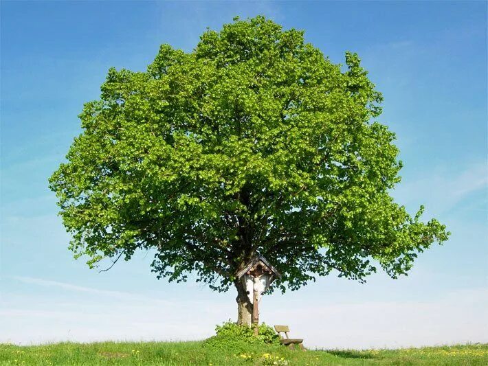 Baum und. Baum это дерево. немецкий der baum. baum aj. der baum auf dem dach hb.