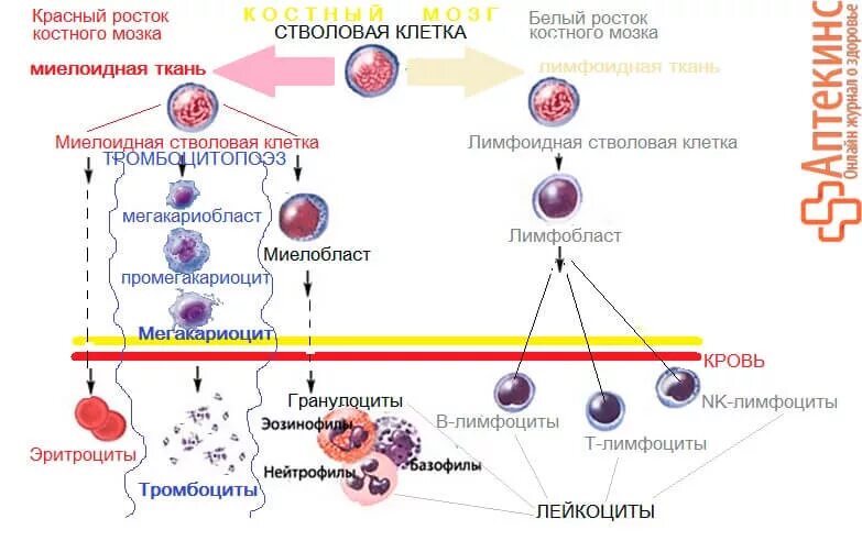 Схема кроветворения стволовая клетка. Схема кроветворения кровь костный мозг. Схема кроветворения в костном мозге. Схема кроветворения в Красном костном мозге. Стволовая клетка крови