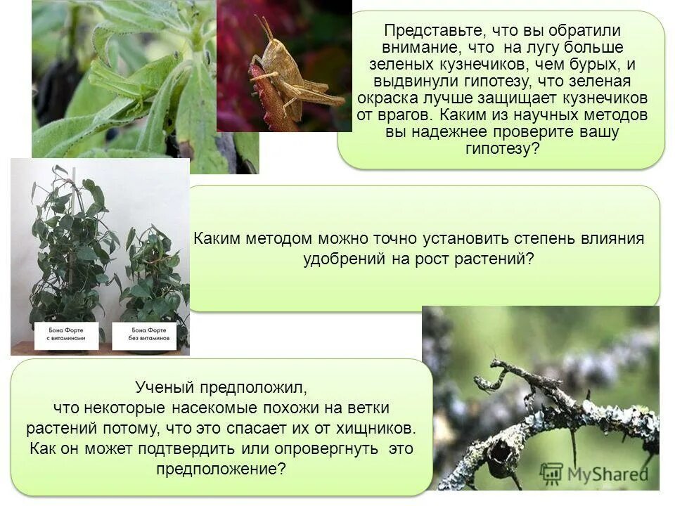 Углокрылый кузнечик. Почему кузнечики чаще всего имеют зелёную окраску. Зеленая кобылка кузнечик. Кузнечик рисунок. Луговая кобылка зелёная.