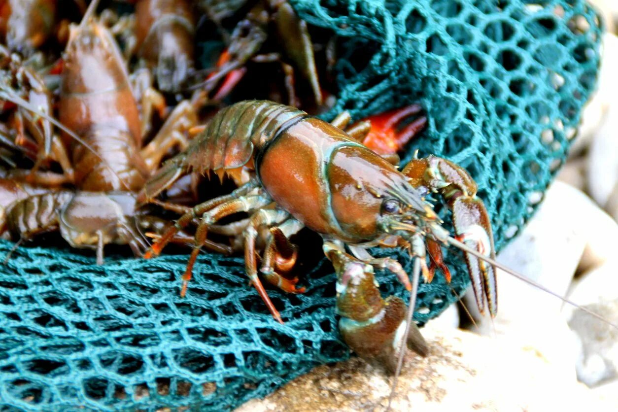 Продолжительность жизни речного рака. Pacifastacus leniusculus. Crayfish. Crayfish Live. Crawfish Pond.