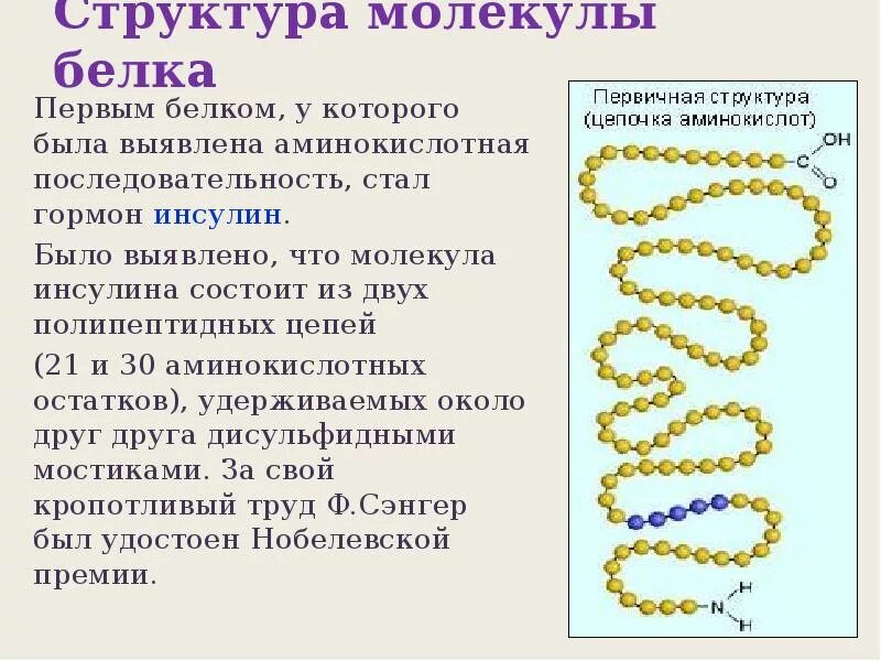 Почему молекулы белков