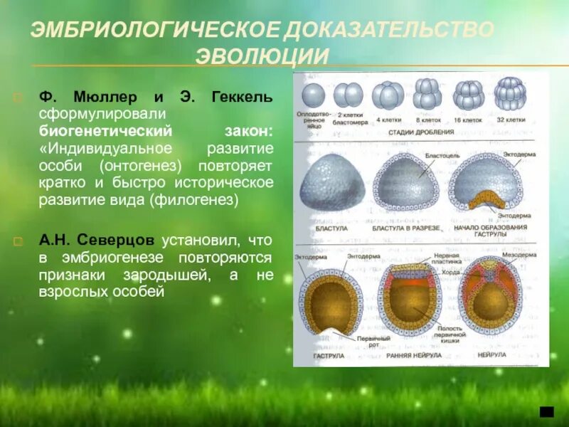 Онтогенез позвоночных закон геккеля. Эмбриологические доказательства эволюции Геккель. Процесс эволюции эмбриологическое. Эмбриологические доказательства биогенетический закон. Эмбриологические доказательства макроэволюции.